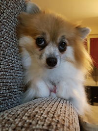 Close-up portrait of dog
