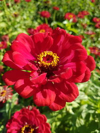 Close-up of red flowers