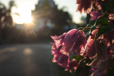 Close-up of pink flowering plant against sky