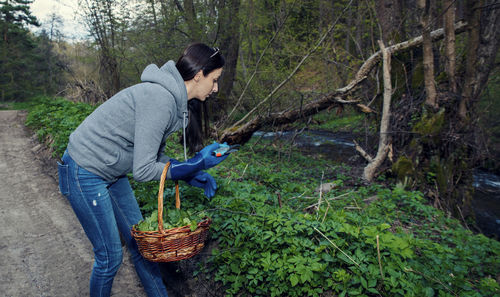 Young caucasian woman picking nettle with blue protective gloves in the forest in a basket 