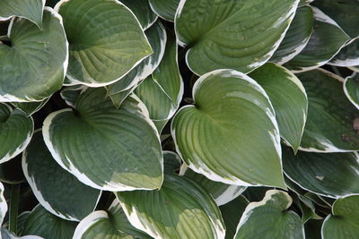 Full frame shot of leaves