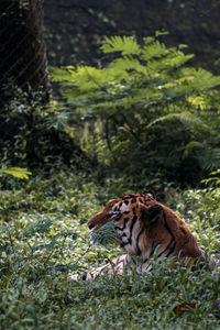 A portrait of tiger sneaking in the bush