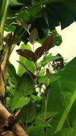 Close-up of caterpillar on plant