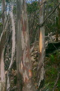 Trees in forest