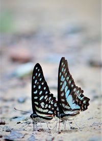 Close-up of butterflies on rock
