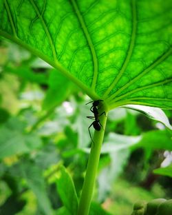 Close-up of insect on leaf