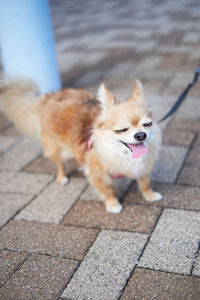 Dog lying on sidewalk