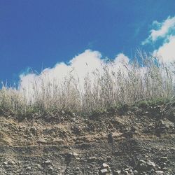 Scenic view of field against cloudy sky