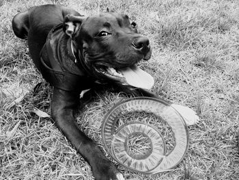 Portrait of dog sitting by frisbee on field