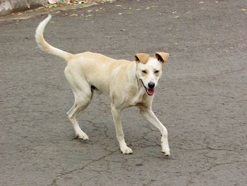 Portrait of dog standing in a city