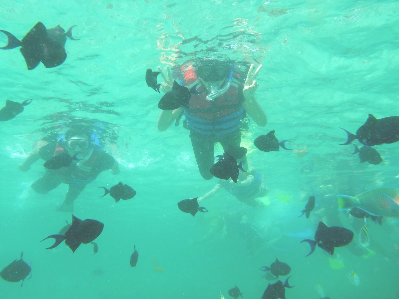 underwater, blue, water, swimming, undersea, sea, fish, sea life, leisure activity, animal themes, scuba diving, high angle view, lifestyles, turquoise colored, men, swimming pool, animals in the wild, school of fish