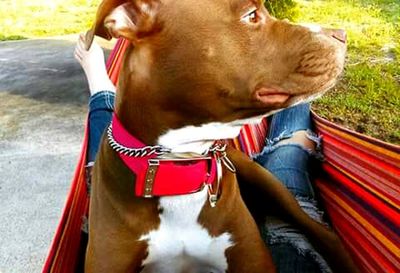 Portrait of dog sticking out tongue