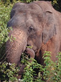 Close-up of elephant