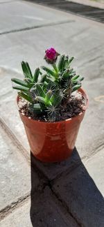 High angle view of potted plant on footpath