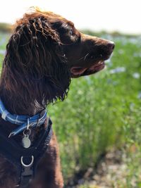 Close-up of a dog looking away