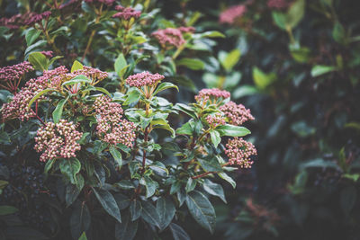 Close-up of red berries on plant