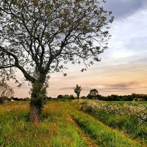 Scenic view of field against sky at sunset