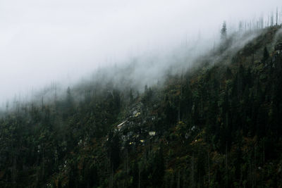 Panoramic shot of trees in foggy weather