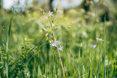 Close-up of purple flowering plants on field