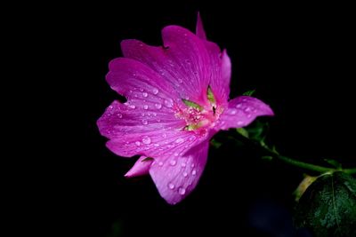 Close-up of water drops on pink flower