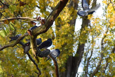 Low angle view of branch hanging on tree