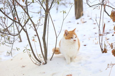 Cat looking away on snow covered land