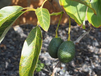 Close-up of fruits growing on tree