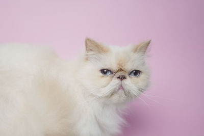 Close-up portrait of a cat