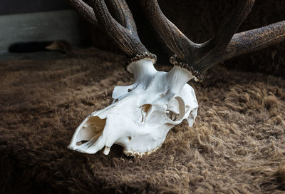 Close-up of animal skull