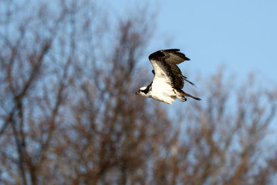 Low angle view of a bird flying