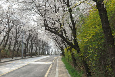 Empty road along trees