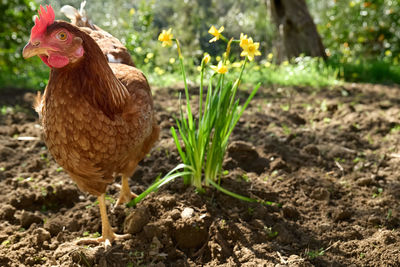 Free-grazing domestic hen on a traditional free range poultry organic farm near daffodils.