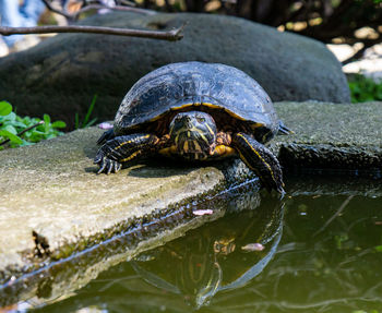 Close-up of a turtle in the water