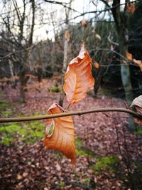 Close-up of dry leaf on tree