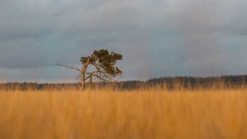 Plant growing on field against sky