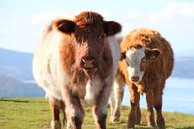 Portrait of cow standing on field against sky