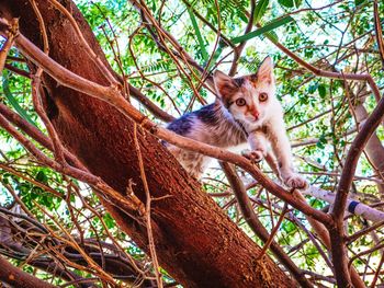 Portrait of a cat on tree