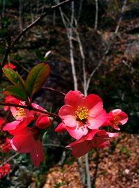 Close-up of red flowers