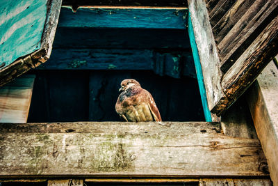 Low angle view of owl perching on roof