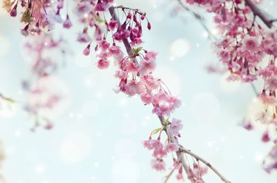 Close-up of pink cherry blossom