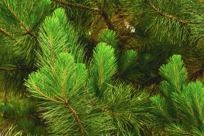 Close up detail of green pine tree needle on branches background