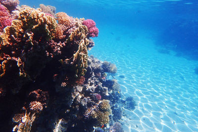 View of coral in sea