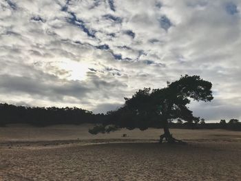 Trees on field against sky