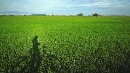 Scenic view of field against sky