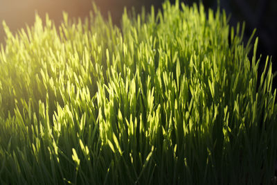 Close-up of green leaves on field