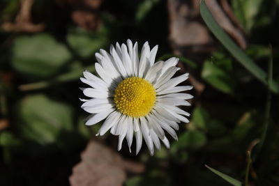 Close-up of white flower