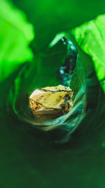 Close-up of crab on leaf