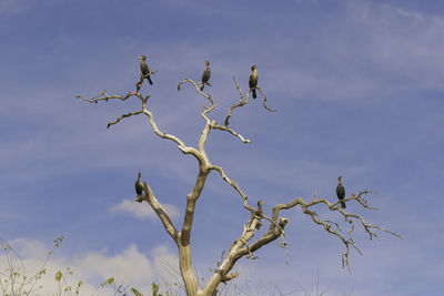 Low angle view of bird perching on bare tree against sky