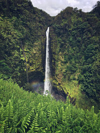 Scenic view of waterfall in forest