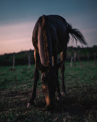 Horse grazing on field